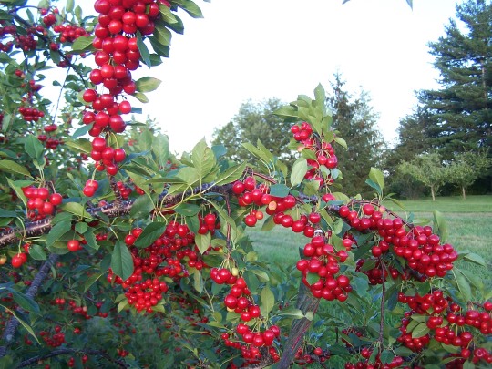 cherries