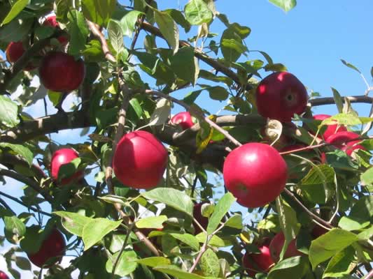 apples