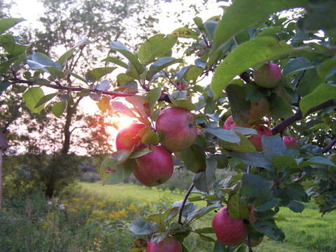 applesunset