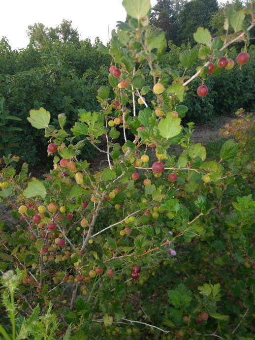 goosberries