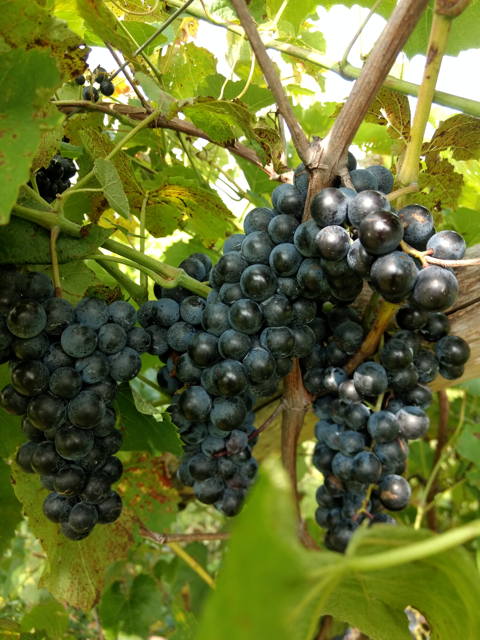 grapes-1a