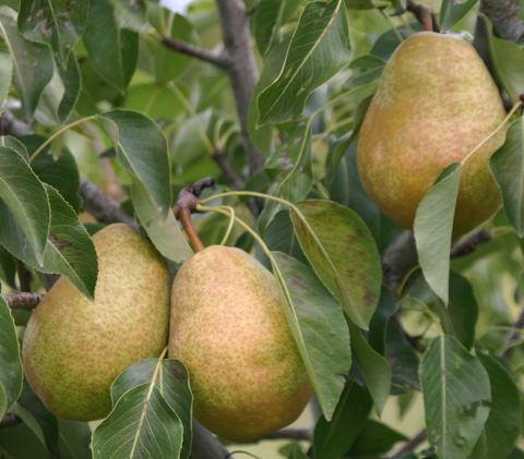 pears